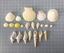 Edible shells
